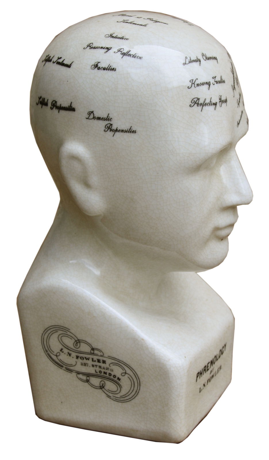 small-ceramic-phrenology-head-19cmat Willow and Wine!